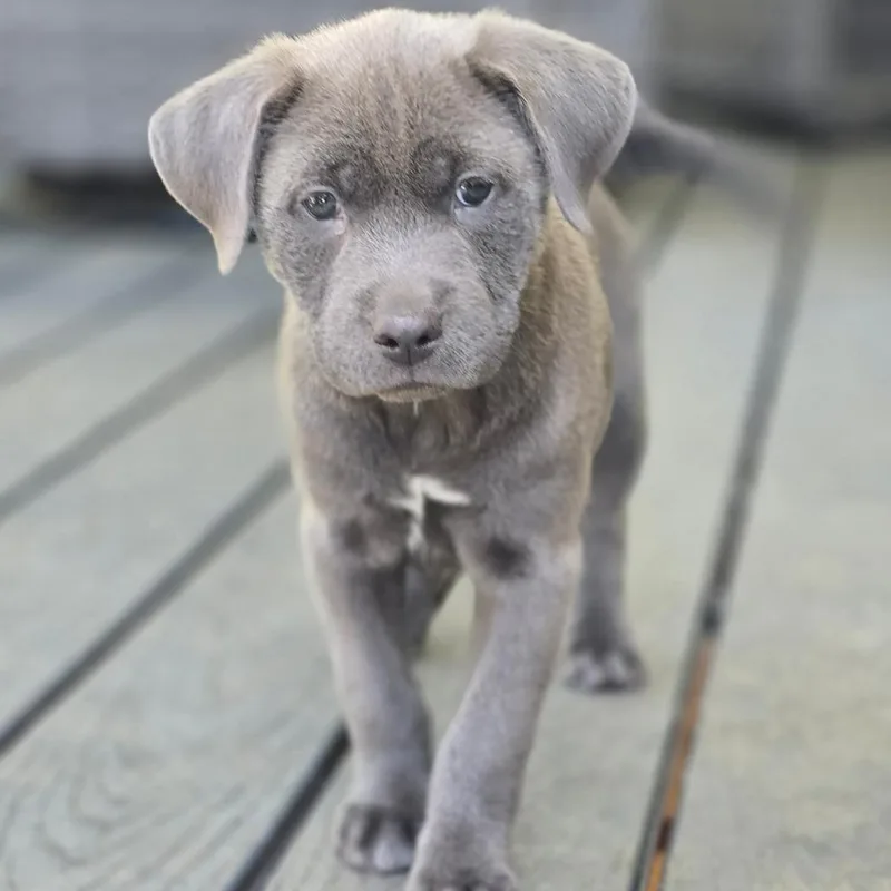 A baby medium-sized female Gray / Blue / Silver Mixed Breed dog named Cady for adoption in Fredericksburg, VA