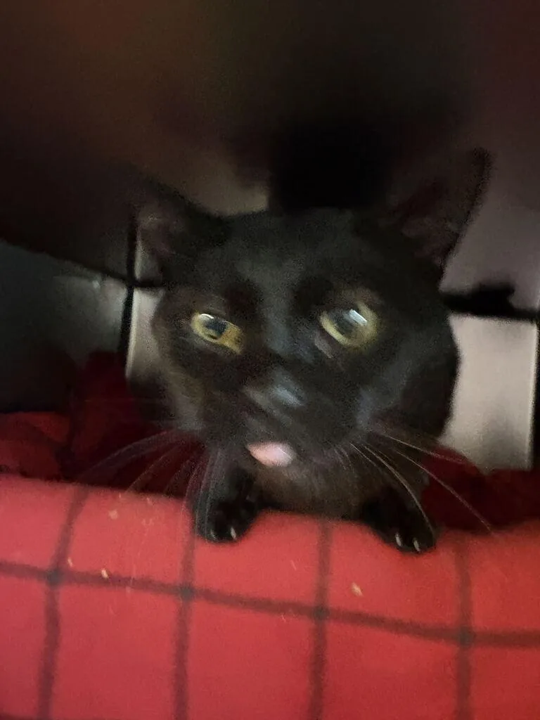 An adult medium-sized male Black Domestic Short Hair cat named Mash for adoption in Cincinnati, OH