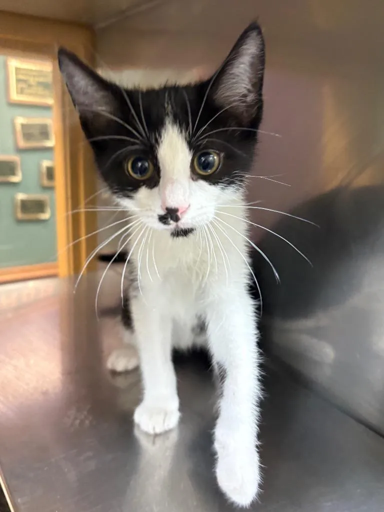 A baby small-sized male Domestic Short Hair cat named Starch for adoption in Little Rock, AR
