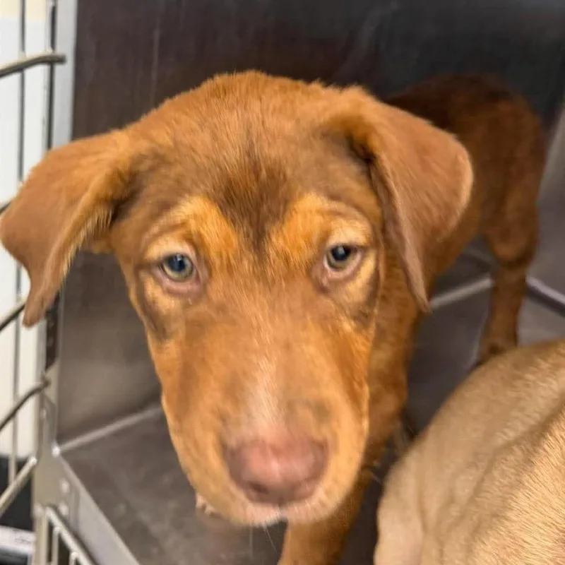 A baby small-sized male Brown / Chocolate Pit Bull Terrier dog named Casper for adoption in Bastrop, TX