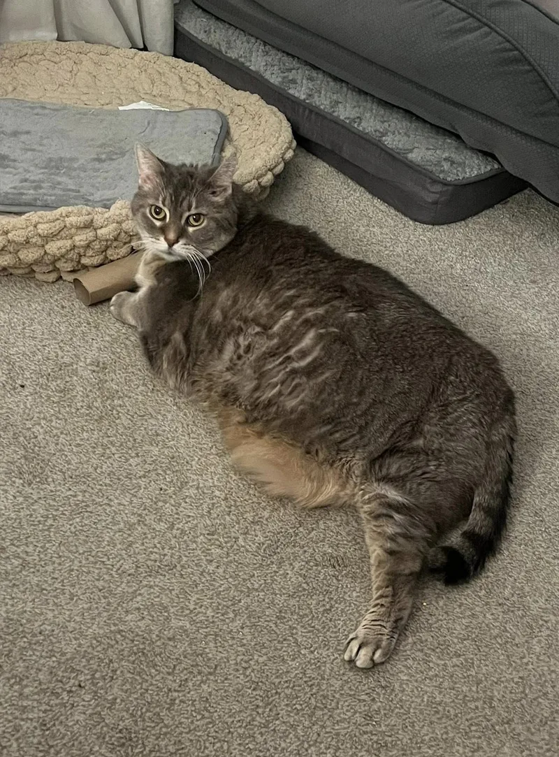 An adult large-sized female Tabby (Orange / Red) Domestic Short Hair cat named Parker& Luna Bonded Pair for adoption in Morgantown, WV