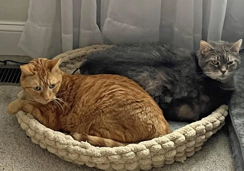 Parker& Luna Bonded Pair thumbnail 2