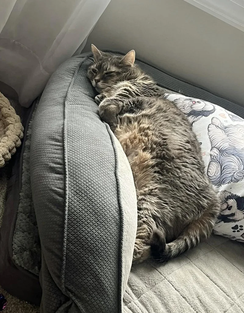Parker& Luna Bonded Pair thumbnail 3