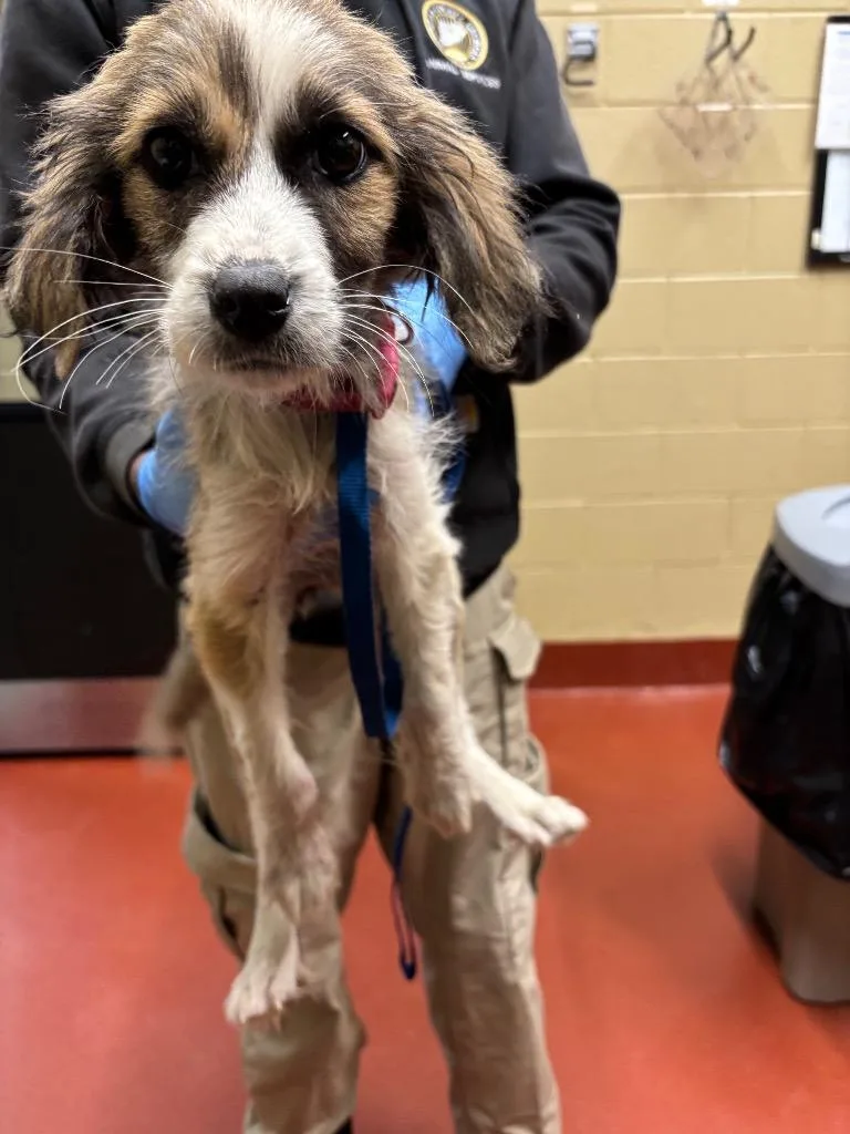 A baby small-sized female Mixed Breed dog named Samantha for adoption in Douglasville, GA