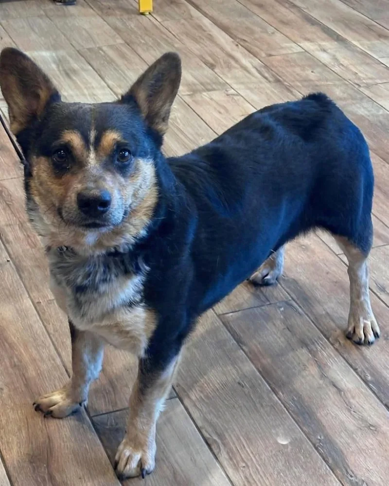 A young medium-sized male Corgi dog named Dusty for adoption in North Prairie, WI