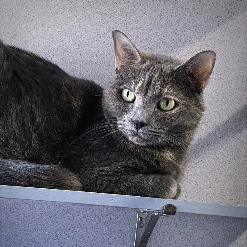 A senior medium-sized female Gray / Blue / Silver Domestic Short Hair cat named Savannah Slim for adoption in Huntsville, AL