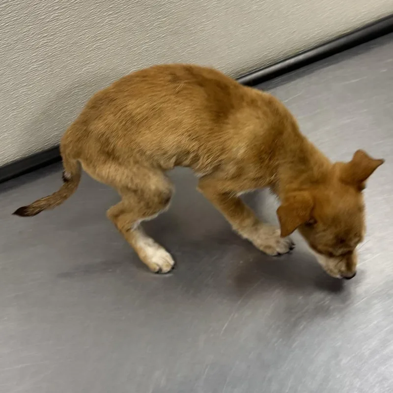 A baby small-sized female Yellow / Tan / Blond / Fawn Mixed Breed dog named 107231 for adoption in Las Cruces, NM