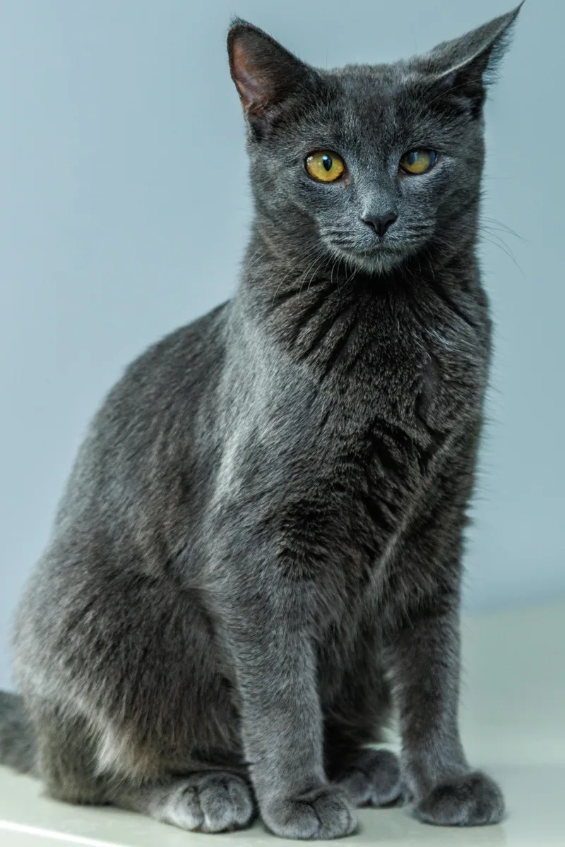 A baby small-sized male Gray / Blue / Silver Domestic Short Hair cat named Chuckie for adoption in Chester Springs, PA