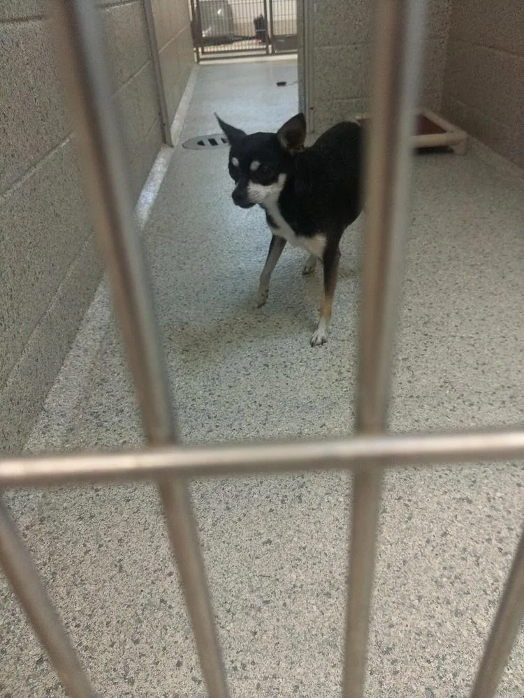 An adult small-sized male Brown / Chocolate Chihuahua dog named Shortcake for adoption in Bowling Green, OH