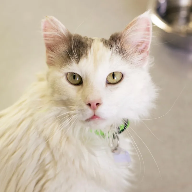 Whiskers