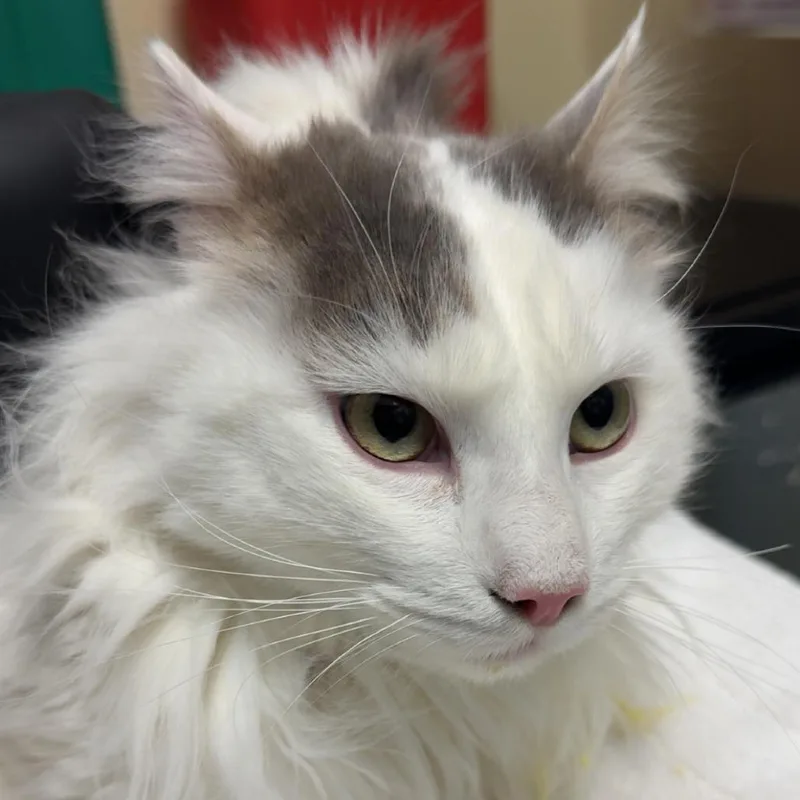 Whiskers thumbnail 3