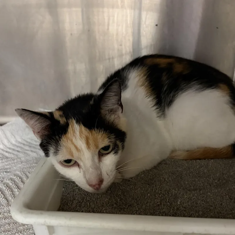 An adult medium-sized female Calico Domestic Short Hair cat named Dolly Purrton for adoption in Evensville, TN