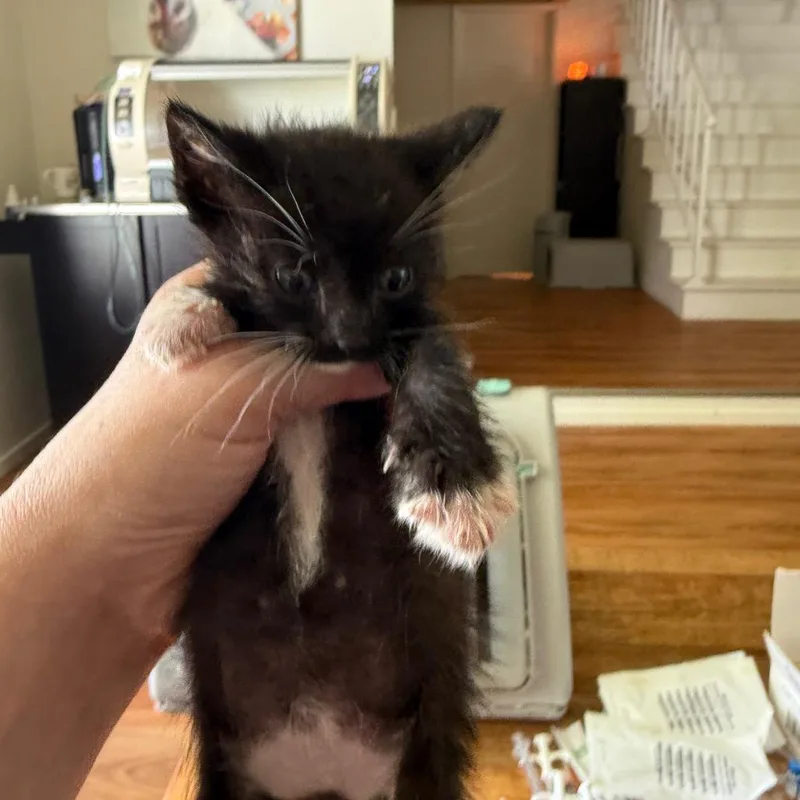 A baby small-sized male Black Domestic Short Hair cat named Felix for adoption in Tustin, CA