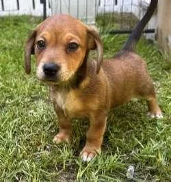 A baby small-sized female Bicolor Dachshund dog named Gracie Gabby for adoption in Sudbury, MA