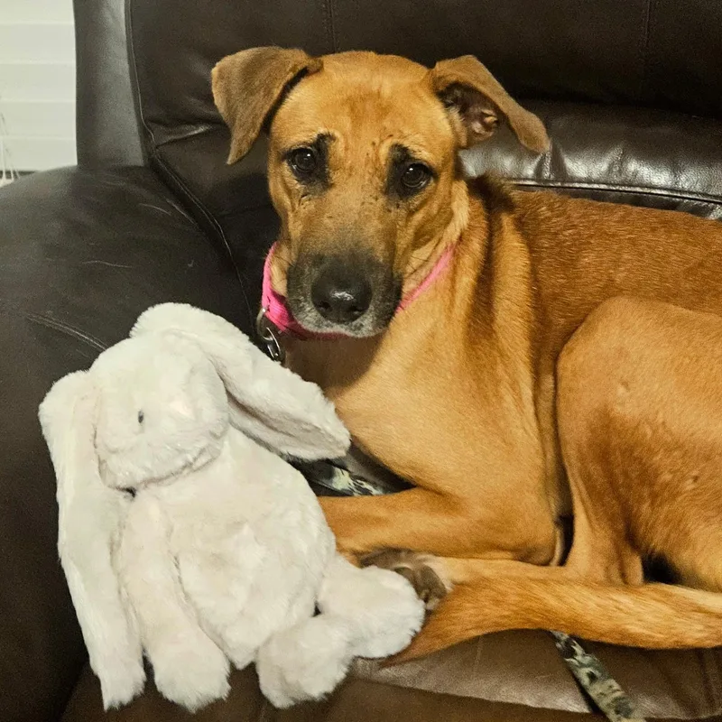 An adult medium-sized female Australian Cattle Dog / Blue Heeler dog named Toffee for adoption in Krum, TX