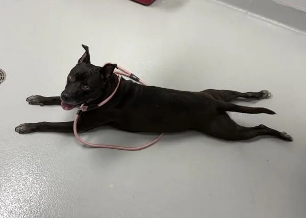 An adult large-sized female Pit Bull Terrier dog named Pen Cricket HW for adoption in Lawrenceville, GA