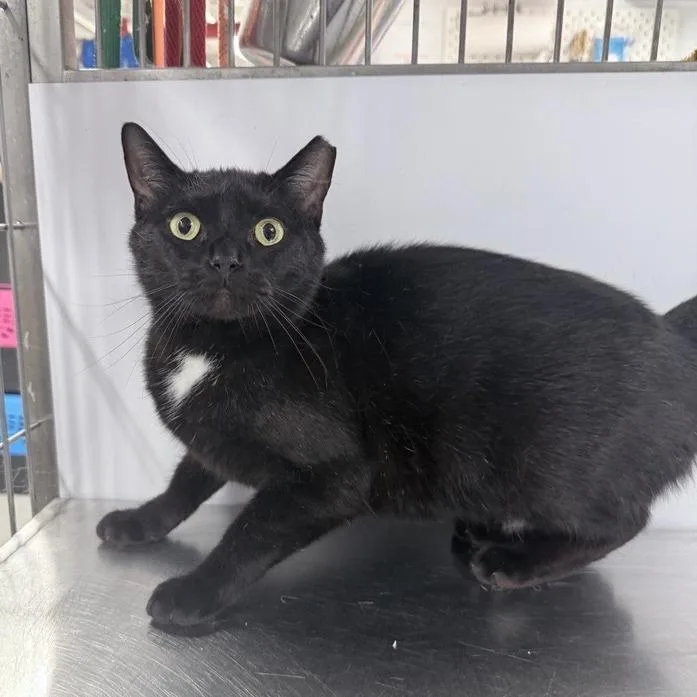 An adult medium-sized female Black Domestic Short Hair cat named Salem for adoption in New York, NY