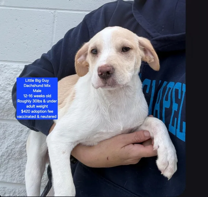 A baby small-sized male Dachshund dog named Little Big Guy for adoption in Oviedo, FL