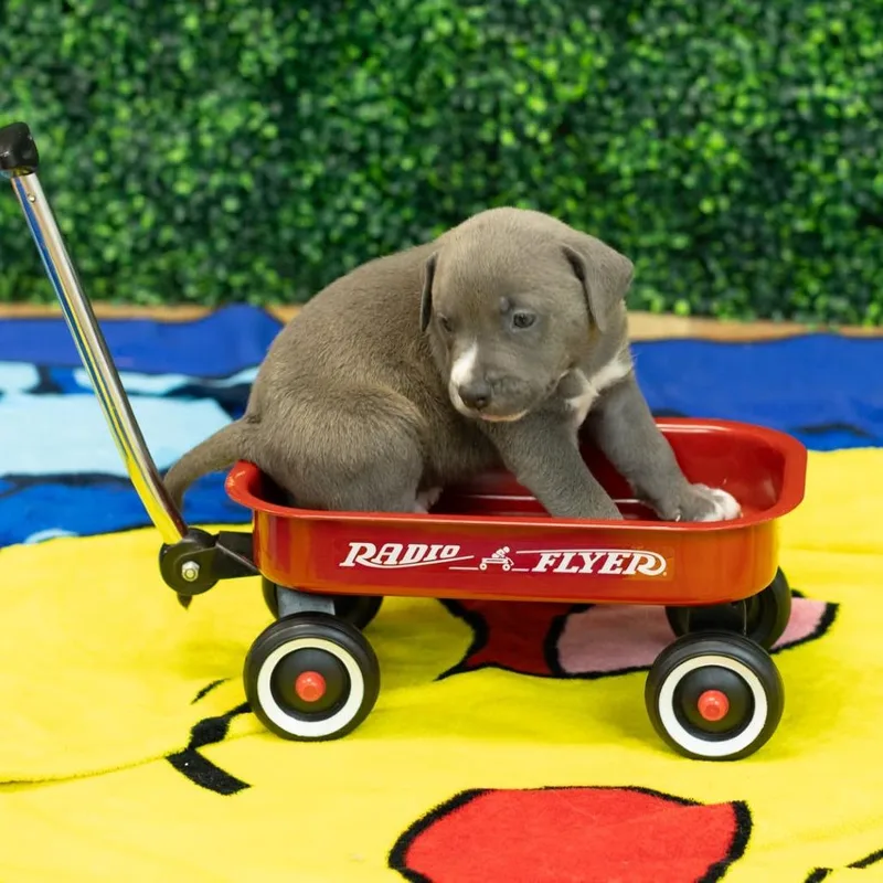 A baby small-sized male Gray / Blue / Silver Pit Bull Terrier dog named Dixon for adoption in East Saint Louis, IL