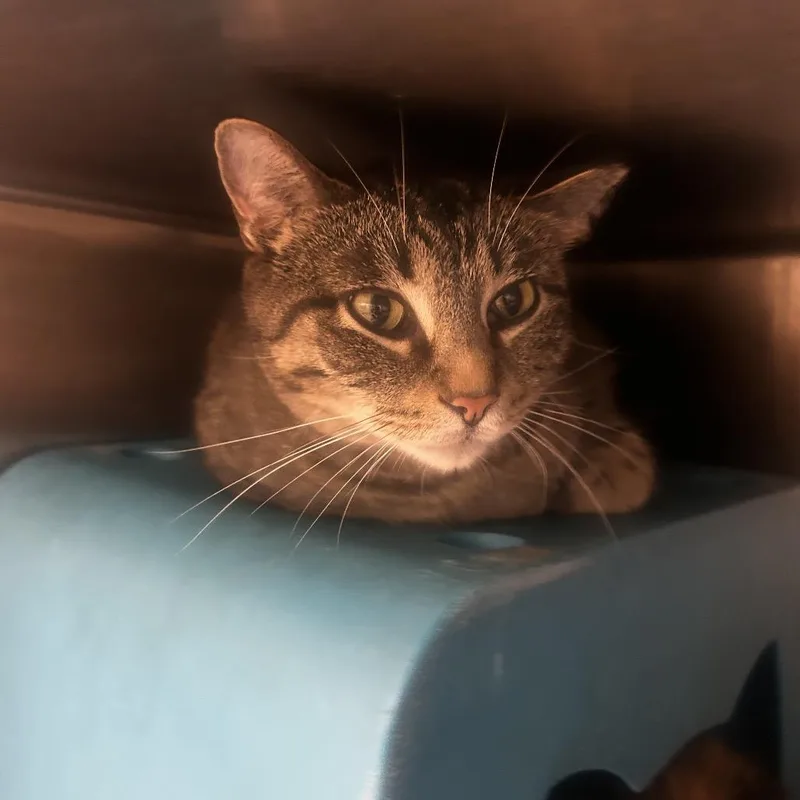 An adult large-sized male Brown / Chocolate Domestic Short Hair cat named Carmelo for adoption in Waukesha, WI