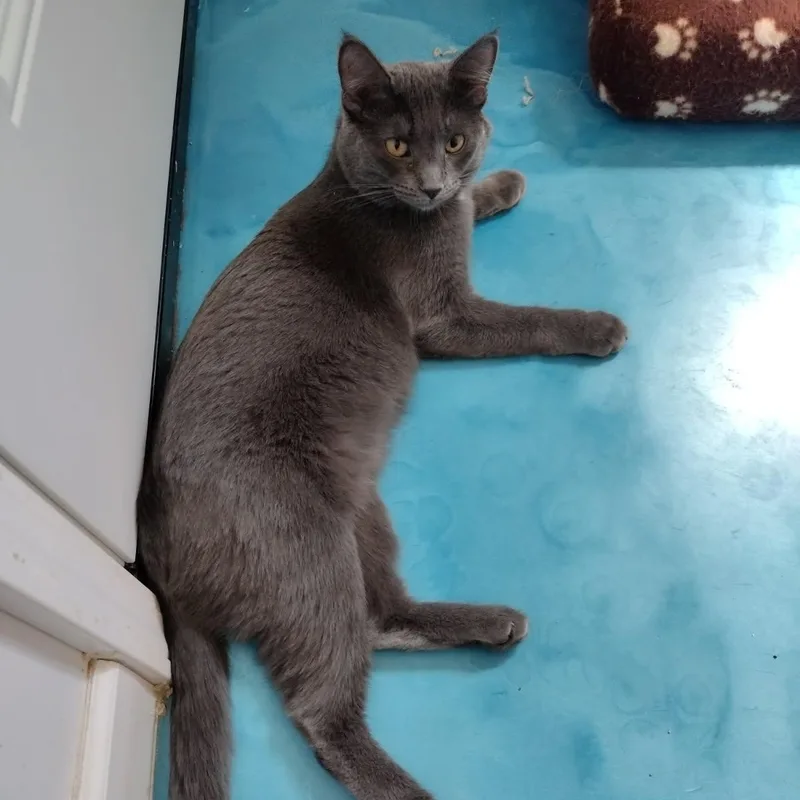 A young medium-sized female Gray / Blue / Silver Domestic Short Hair cat named Astrid for adoption in Prescott, AZ