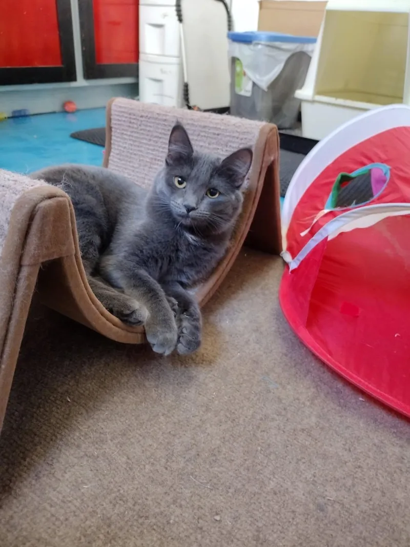 Astrid thumbnail 3