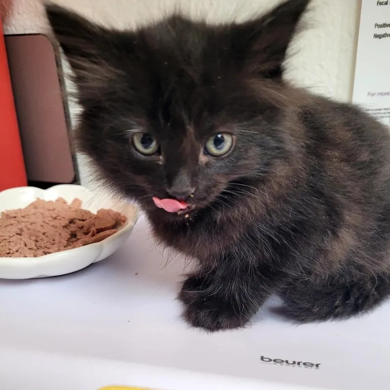 A baby small-sized female Domestic Long Hair cat named Eva for adoption in Allyn, WA