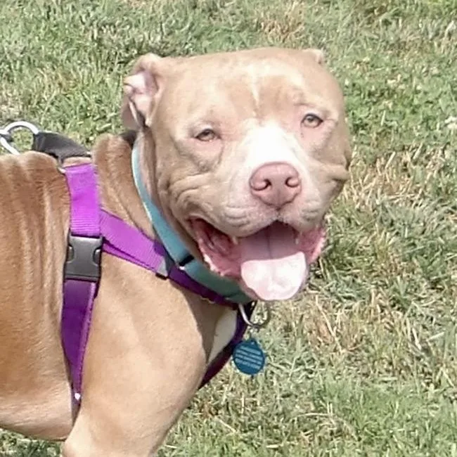 A young medium-sized male Pit Bull Terrier dog named July for adoption in Gloucester, VA