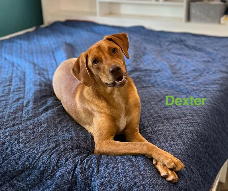 An adult large-sized male Hound dog named Dexter for adoption in Texarkana, TX