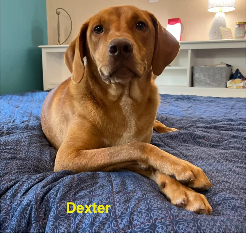 Dexter thumbnail 2