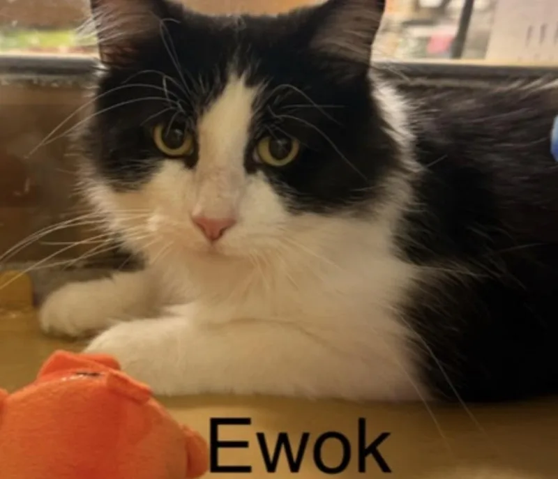 An adult large-sized male Black & White / Tuxedo Domestic Medium Hair cat named Ewok for adoption in Metamora, IL