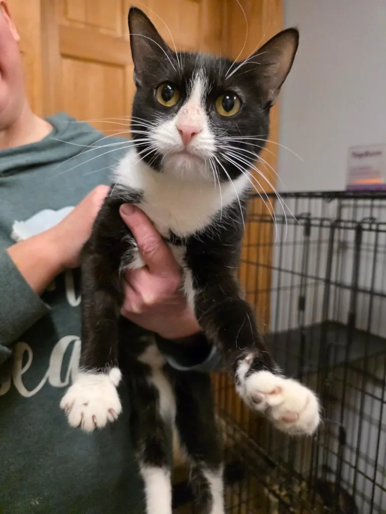 A young small-sized female American Bobtail cat named Polly for adoption in Sprakers, NY