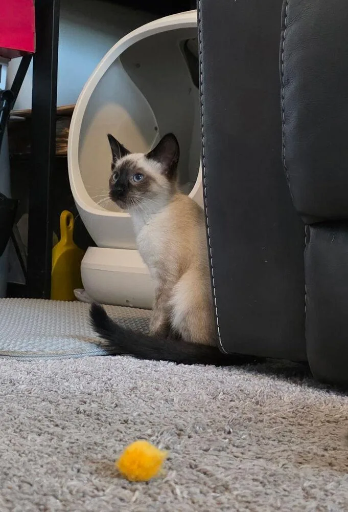 A baby medium-sized female Domestic Short Hair cat named Kateri  Seal Point for adoption in Blanchard, OK