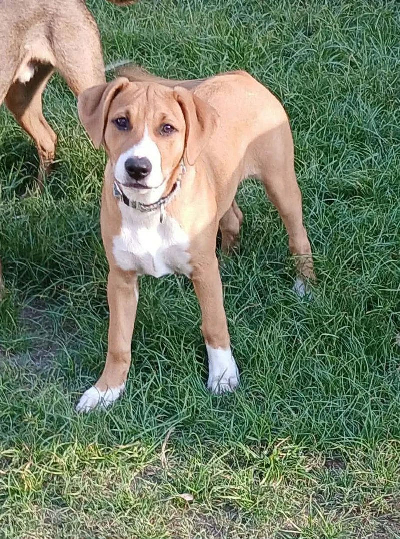 A baby small-sized female Hound dog named Mia for adoption in Ocean Springs, MS