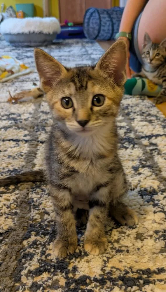 A baby small-sized female Domestic Short Hair cat named Muffin for adoption in Aurora, CO