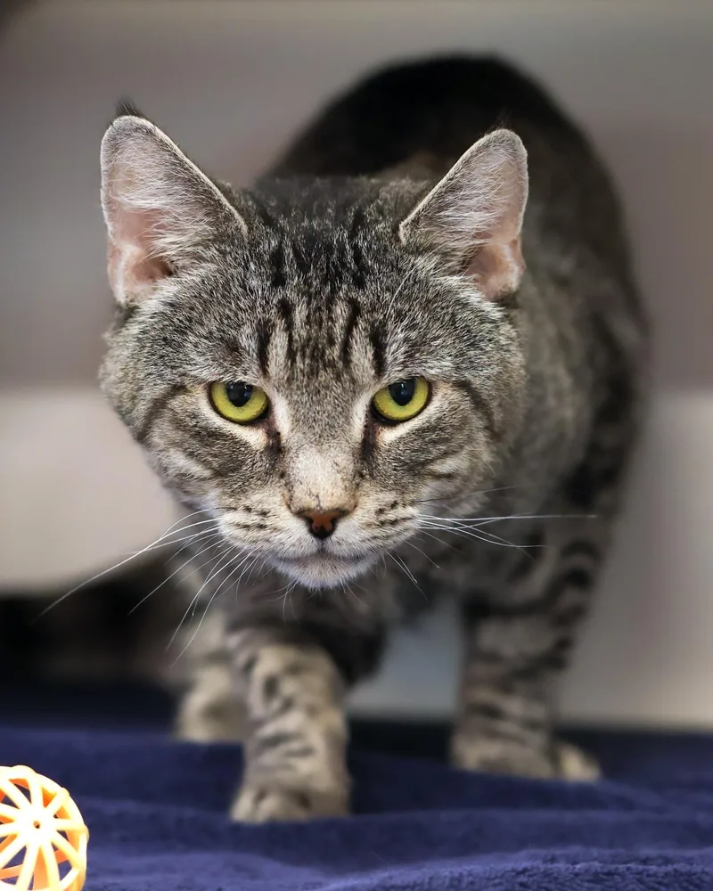 An adult medium-sized male Dilute Calico Domestic Short Hair cat named Nile for adoption in Bridgeport, CT