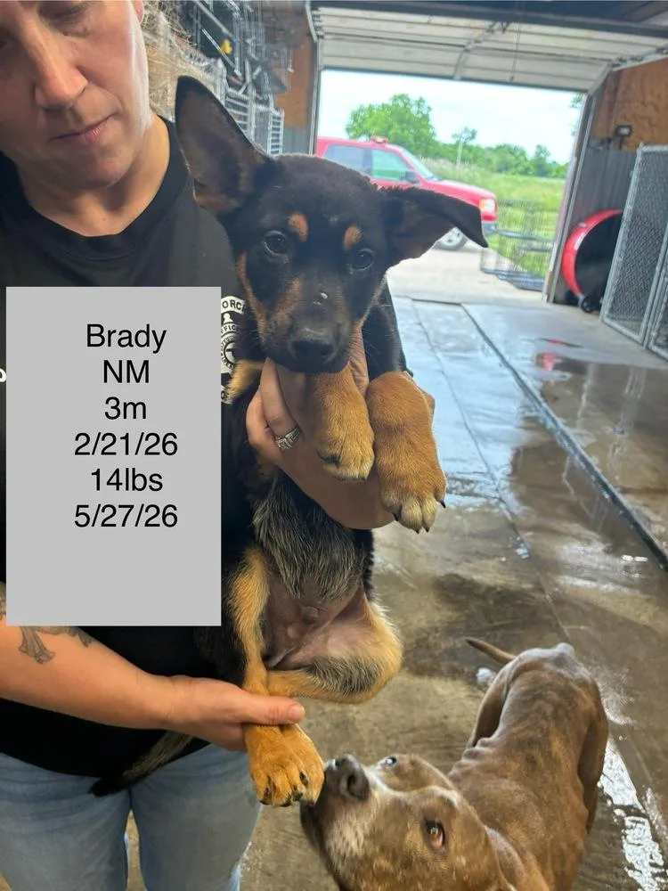 Brady