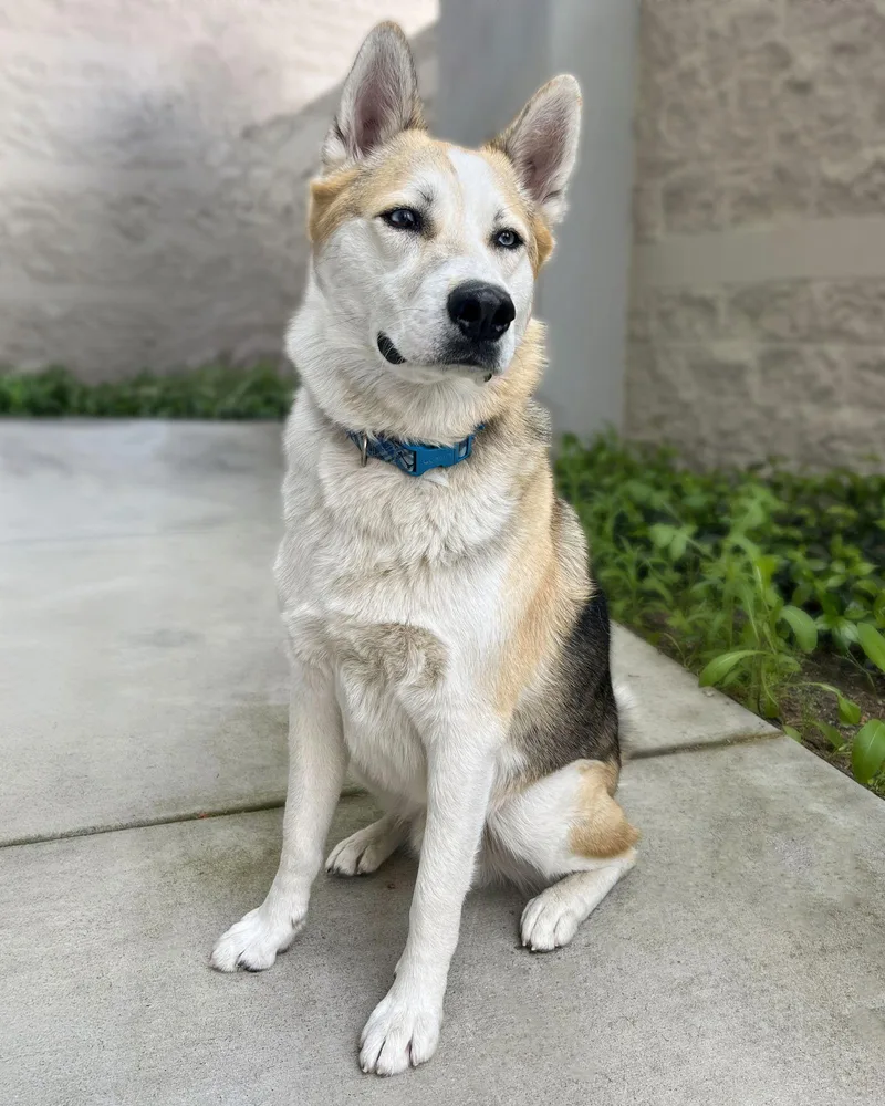 An adult large-sized male Husky dog named Bandit for adoption in Corona, CA