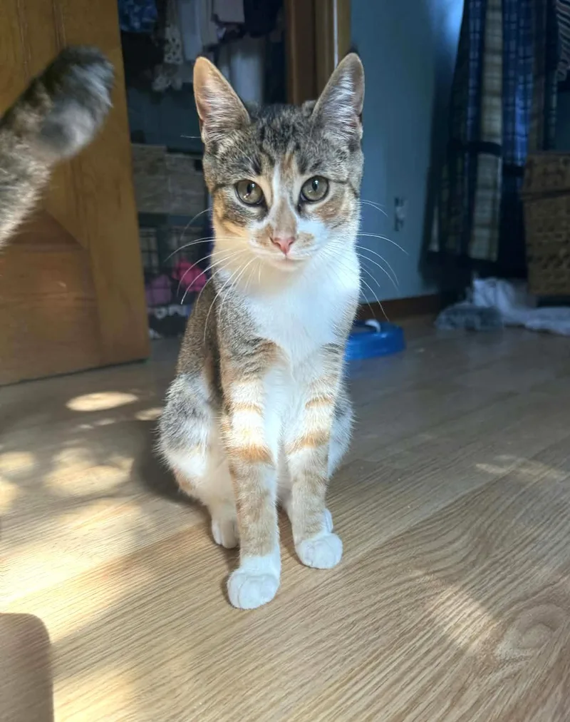 A baby medium-sized female Torbie Domestic Short Hair cat named Chili for adoption in Sioux Falls, SD