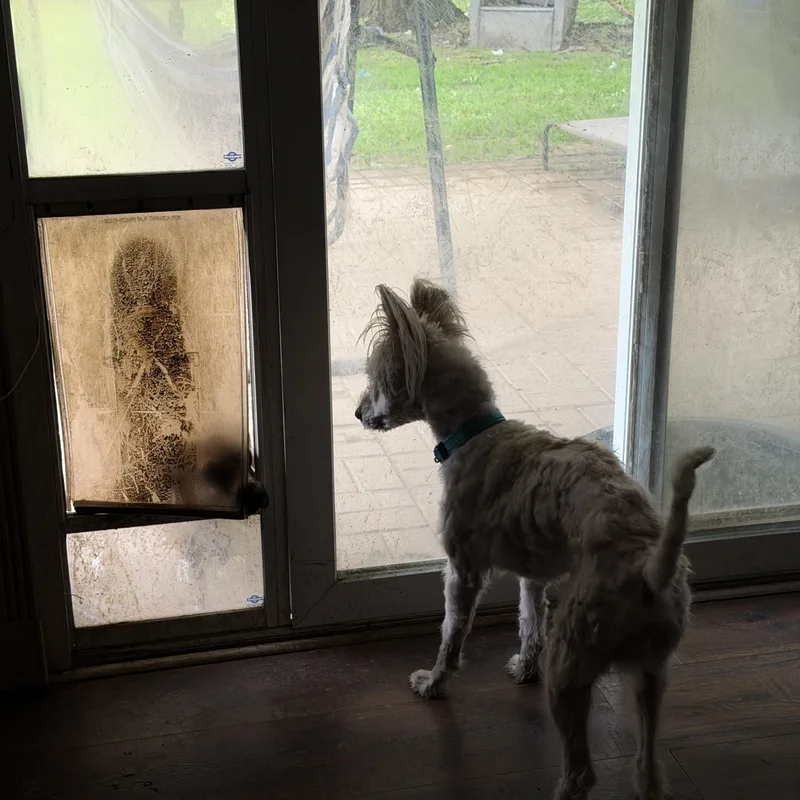 An adult small-sized male White / Cream Cairn Terrier dog named Winston for adoption in Jeffersonville, IN
