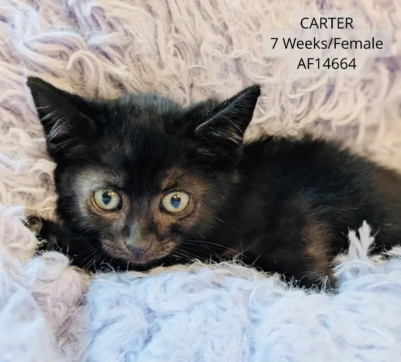 Carter