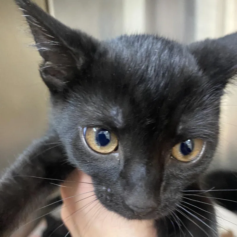 A baby small-sized female Black Domestic Short Hair cat named Hattie for adoption in Blairsville, GA