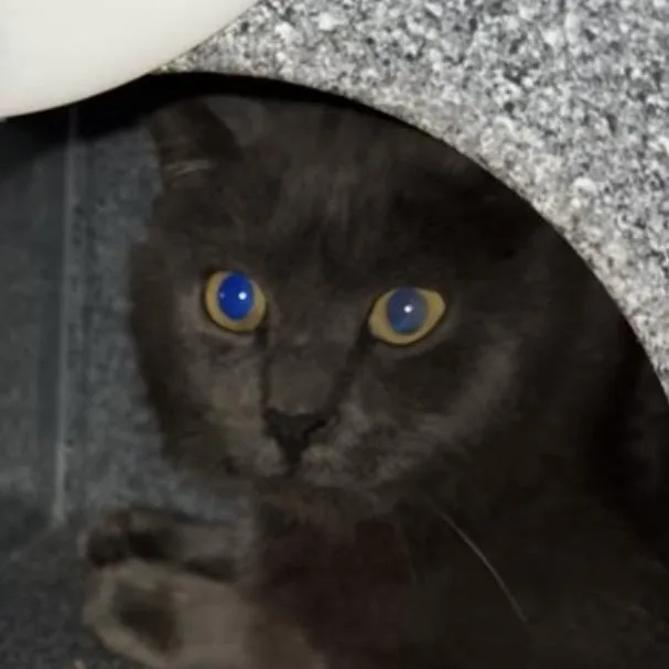 An adult medium-sized male Gray / Blue / Silver Domestic Short Hair cat named Charlie for adoption in Kennebunk, ME