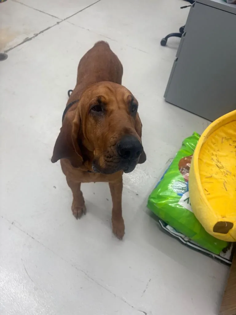 An adult medium-sized female Bloodhound dog named Redd for adoption in Findlay, OH