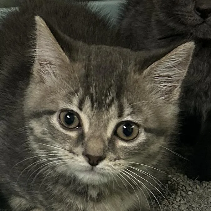 A baby small-sized female Gray / Blue / Silver Domestic Short Hair cat named Hayley Williams for adoption in Waynesville, NC