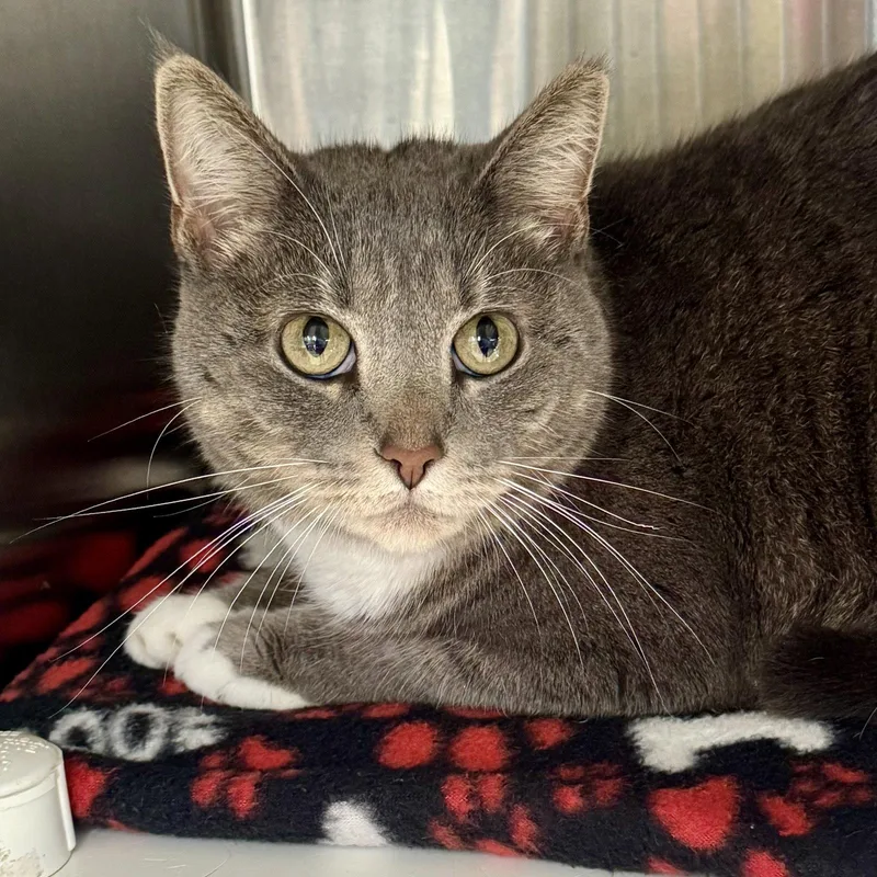 A young medium-sized female Domestic Short Hair cat named Pia for adoption in Winchendon, MA
