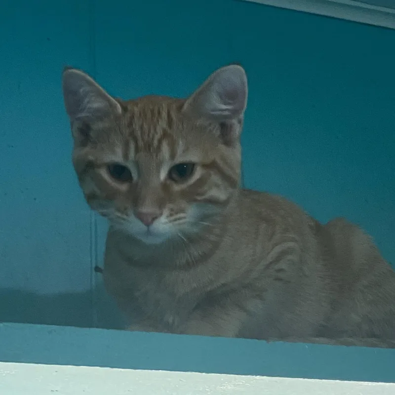 A baby medium-sized male Tabby (Orange / Red) Domestic Short Hair cat named Chips for adoption in Spencer, IN