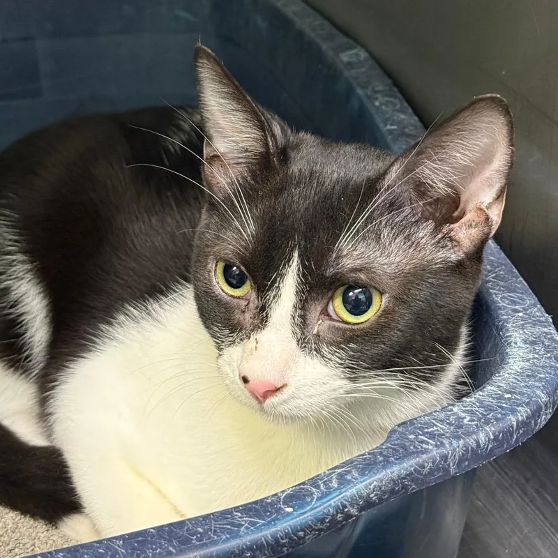 A baby small-sized female Black Domestic Short Hair cat named Cal for adoption in Casa Grande, AZ