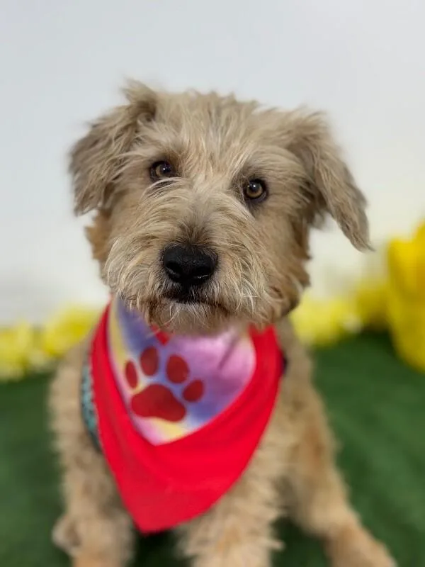 A young small-sized female Brown / Chocolate Wheaten Terrier dog named Toast for adoption in Carlsbad, CA
