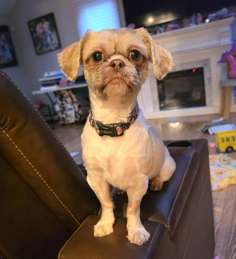 A young small-sized female Shih Tzu dog named Mocha for adoption in Worcester, MA